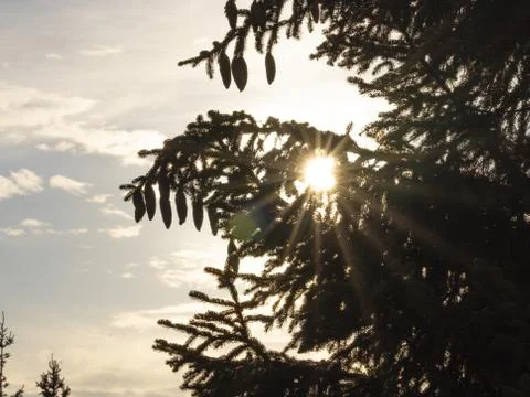 The sun's rays shine through the branches of spruce Stock Photos