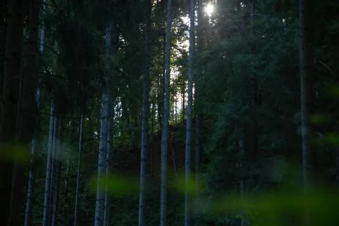 The sun's rays shine through a dark forest, creating a beautiful and peacef.. Stock Photos