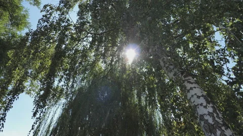 The sun's rays shine through the foliage of a magnificent green tree. Stock Footage 138068439