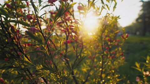 The sun's rays shine through the foliage bush Stock Footage 203216353