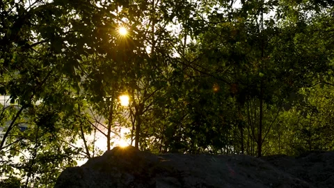 The sun's rays shine through the foliage of the trees. Stock Footage 247923140