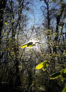 The sun's rays shine through the foliage of the forest trees. Stock Photos