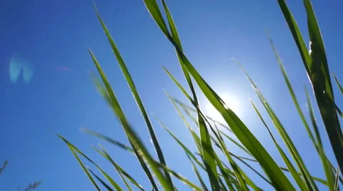 The sun's rays shine through the green grass. Close-up 스톡 동영상 50877264