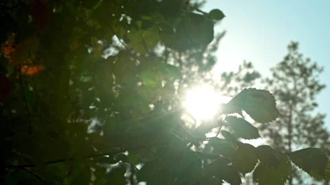 The sun's rays shine through the green leaves blown by the wind. Stock Footage 250443506