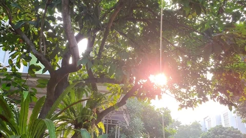 Sun's rays shine through green foliage trees. Sunlight illuminates crown oa.. Stock Footage 281133500