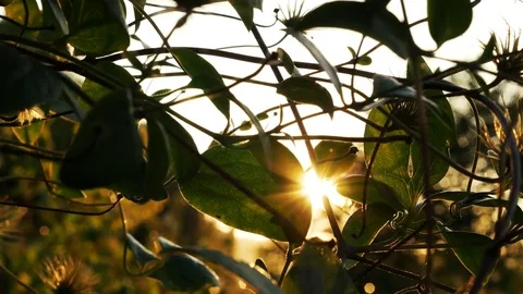 The sun's rays shine through the leaves Stock Footage 80016163