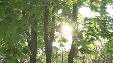 The sun's rays shine through the leaves Stock Footage 120038997