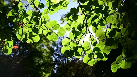 The sun's rays shine through the leaves of the tree. Stock Footage 252818871