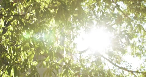 The Sun's Rays Shine Through The Leaves On The Branches Of The Tree. Stock Footage 294051863