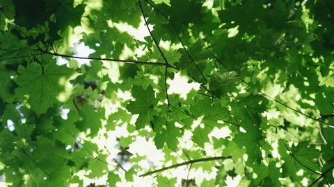 The sun's rays shine through the leaves of the tree Stock Footage 296486526