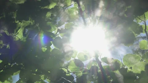 The sun's rays shine through the leaves on the branches. Stock Footage 343631503