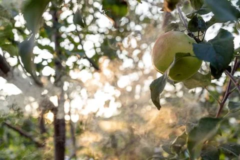 Sun's rays shine through leaves on ripe apples in orchard. Shallow depth of.. Stock Photos