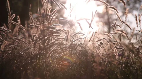 Sun's rays shine through the spikelets Stock Footage 42419810