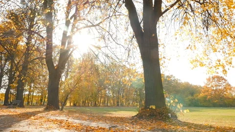 The sun's rays shine through the trees in a beautiful park. Slow motion Stock Footage 120298151