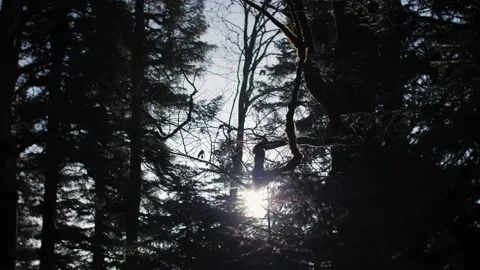 The sun's rays shine through the trees, camera is moving Stock Footage 183574965