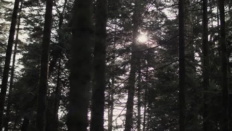 The sun's rays shine through the trees Stock Footage 183576935