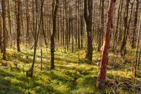 The sun's rays shine through the trunks of trees Stock Photos