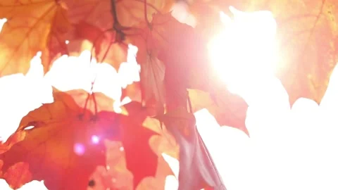 The sun's rays shine through yellow and red maple leaves. Autumn sunny landscape Stock Footage 139529026