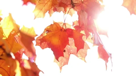 The sun's rays shine through yellow and red maple leaves. Autumn sunny landscape Stock Footage 139529117