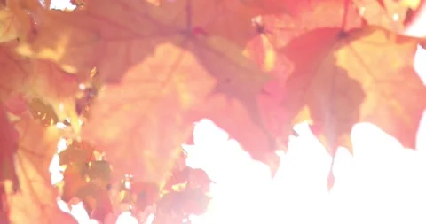 The sun's rays shine through yellow and red maple leaves. Autumn sunny landscape Stock Footage 139529238