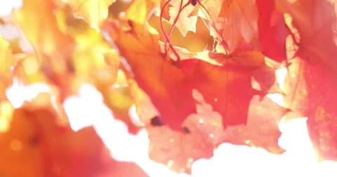 The sun's rays shine through yellow and red maple leaves. Autumn sunny landscape Stock Footage 139529309