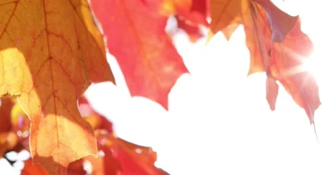 The sun's rays shine through yellow and red maple leaves. Autumn sunny landscape Stock Footage 139529544