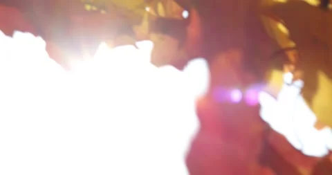 The sun's rays shine through yellow and red maple leaves. Autumn sunny landscape Stock Footage 139531078