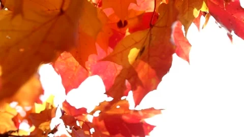The sun's rays shine through yellow and red maple leaves. Autumn sunny landscape Stock Footage 139531235