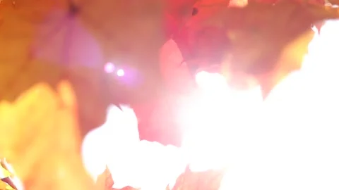 The sun's rays shine through yellow and red maple leaves. Autumn sunny landscape Stock Footage 139531379