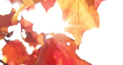 The sun's rays shine through yellow and red maple leaves. Autumn sunny landscape Stock Footage 139531387