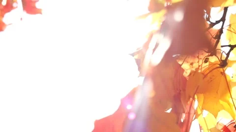 The sun's rays shine through yellow and red maple leaves. Autumn sunny landscape Stock Footage 139531411