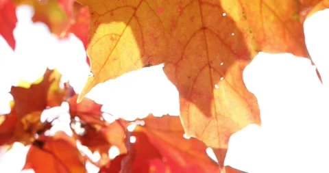 The sun's rays shine through yellow and red maple leaves. Autumn sunny landscape Stock Footage 139531417
