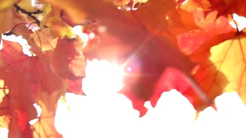 The sun's rays shine through yellow and red maple leaves. Autumn sunny landscape Stock Footage 139531438