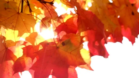 The sun's rays shine through yellow and red maple leaves. Autumn sunny landscape Stock Footage 139531442