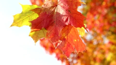 The sun's rays shine through yellow and red maple leaves. Autumn sunny landscape Stock Footage 139531504