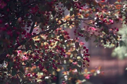 The sun's rays shine on the Trees. A close-up image of bright pink flowers Stock Photos