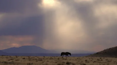 The sun's rays shining down through the clouds on a single wild horse Stock Footage 345474847