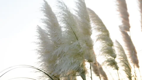 The sun's rays shining through the dry reed grass. Видео 94425410