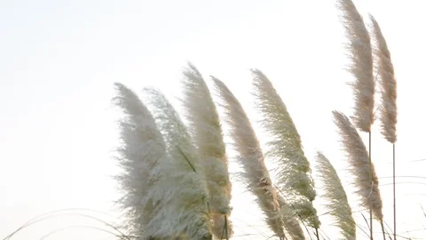 The sun's rays shining through the dry reed grass. Видео 94425420