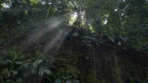 Sun's rays shining through the trees in the forest 스톡 동영상 74906556