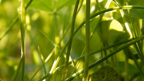 The sun's rays at sunset are playing in the grass Stock Footage 100770829