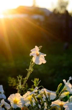 The sun's rays at sunset from behind the fence and the house falling into a f Stock-Fotos