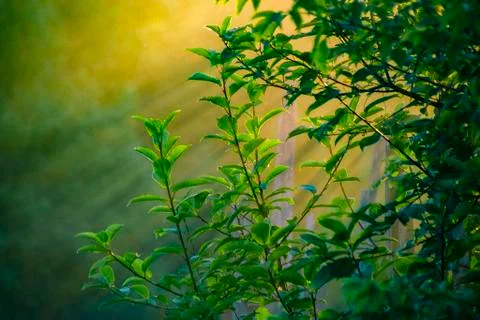 The sun's rays at sunset Shine through the branches and leaves of the tree le Stock Photos