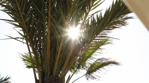 The sun's rays through the branches of a palm tree. Stock Footage 232794746
