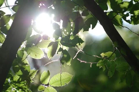 The sun's rays through the branches Stock Photos