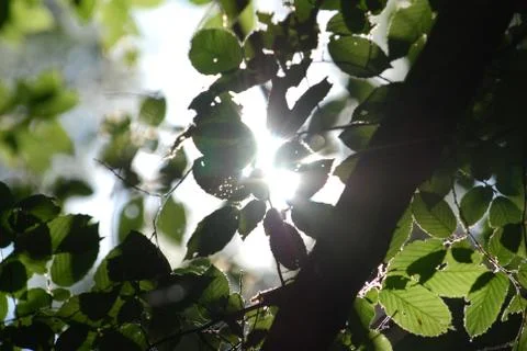 The sun's rays through the branches Stock Photos