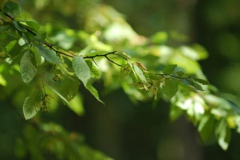 The sun's rays through the branches Stock Photos