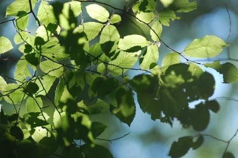 The sun's rays through the branches Stock Photos