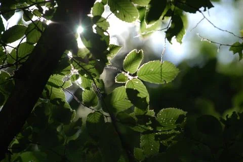 The sun's rays through the branches Stock Photos