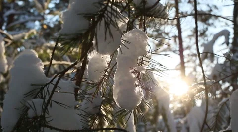The sun's rays through the branches of pine. Stock Footage 60377618